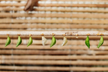 Chrysalises of Morpho butterfly on branch, metamorphosis life cycle stages