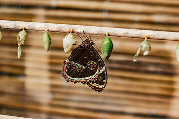 Emerging butterfly Morpho peleides hanging on branch with cocoons White Morpho, transformation of...
