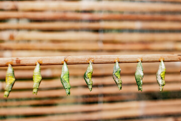 Butterfly cocoons hanging from a branch awaiting metamorphosis