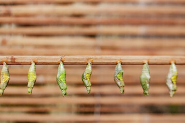 Green butterfly chrysalises close to hatching, metamorphosis stages