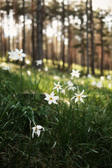 Wild white daffodils blooming in a pine forest in Zlatibor, during springtime. Nature of Serbia country concept