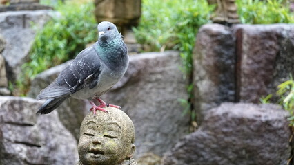 日本の寺の石像