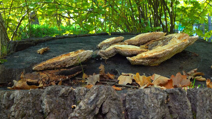 The thick-walled maze polypore Fomitopsis quercina - saprophytic fungus on oak tree stump
