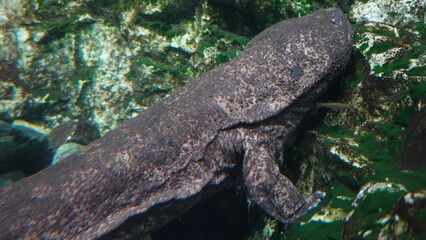 水族館のオオサンショウウオ