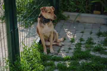 A cute mongrel dog sits near a green mesh fence.