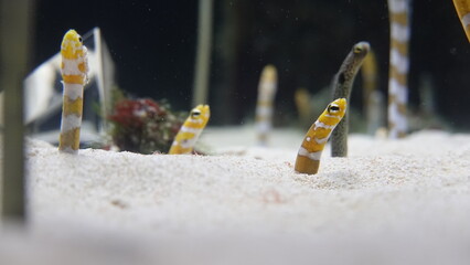 水族館のチンアナゴ