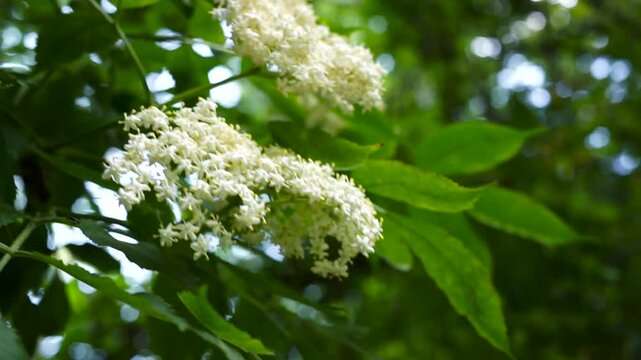 Summer wind gently moving the blossoming elderflower. 