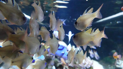 水族館