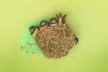 Swallow's nest with chicks