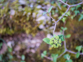 Green Buds of Viburnum opulus on Branch in Early Spring, Occitanie