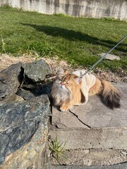 Adventurous British Shorthair cat enjoying a journey across Norway's majestic countryside. Ideal...