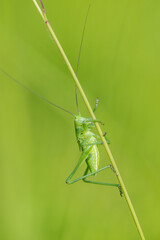 Green grasshopper on a blade of grass, green background, close-up macro shot
