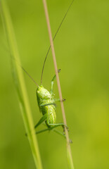 Green grasshopper on a blade of grass, green background, close-up macro shot