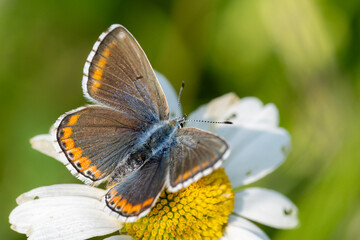 Common Blue (Plebejus idas) is a species of diurnal butterfly