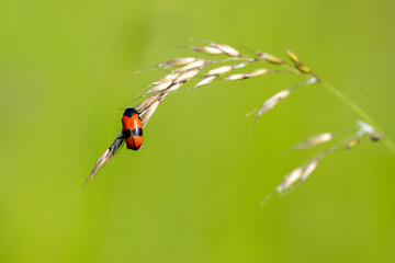 The smooth willow beetle (Clytra laeviuscula) is one of many species of beetle in the very numerous family Chrysomelidae.