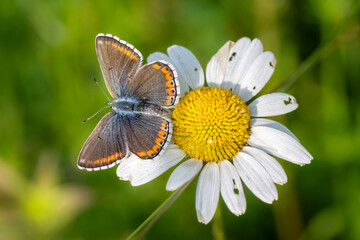 Common Blue (Plebejus idas) is a species of diurnal butterfly