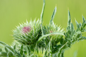 Milk thistle (Silybum marianum) is used to support liver function and overall health, with liver problems such as fatty liver, cirrhosis, or with excessive alcohol consumption.