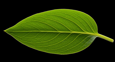 Obraz premium green and fresh leaf shoots