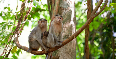 Barbary macaque ape, rhesus monkey family with baby sitting on tree branch in tropical jungle of India, wildlife rainforest animal 