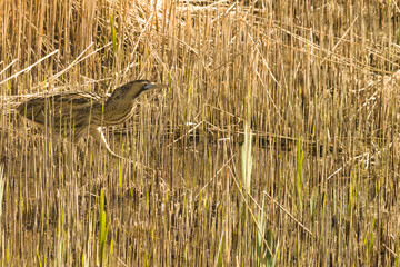 Eurasian Bittern (Botaurus stellaris) stalking in reed bed