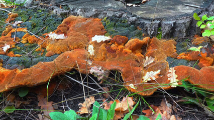 Phellinus robustus - saprophytic wood fungus on an old oak tree stump in a garden