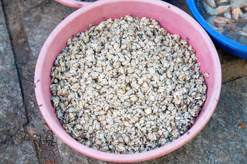 Cockle, edible marine bivalve mollusc in a bowl on fish market in Kochi India, freshly caught cockles seafood, fishing industry at the Arabian Sea © Berit Kessler