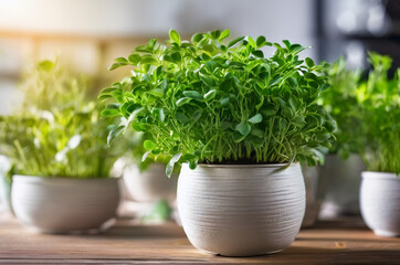 Fototapeta premium herbs in pots