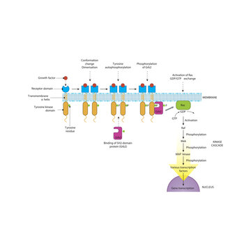 Growth Factor Signaling via Ras/Raf/MEK/ERK MAP Kinase Pathway: Membrane-Initiated Signal Transduction Cascade