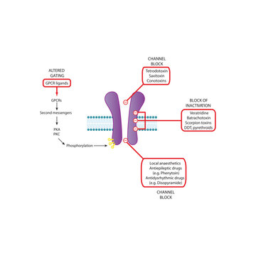 Detailed Schematic of Drug-Binding Domains on Voltage-Gated Sodium Channels Showing Sites of Action for Local Anesthetics, Antiepileptics, Neurotoxins, and Insecticides