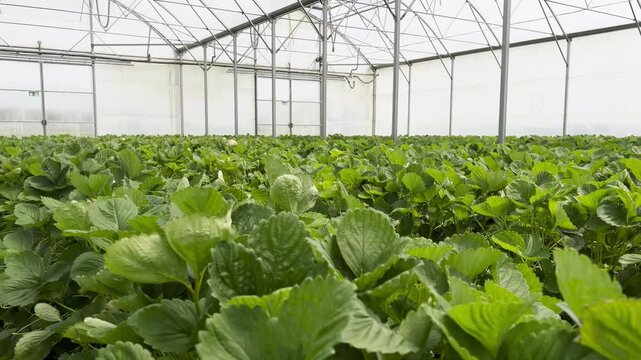 Many strawberry plants growing in a big greenhouse, industrial food production