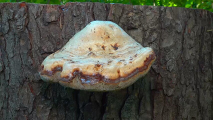 Tinder fungus - Fomes fomentarius,  tinder fungus on oak tree stump in garden