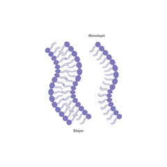 Diagram of phospholipid structures - Monolayer and bilayer - non polar tails and polar heads. Simple scientific vector illustration.