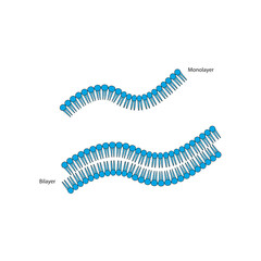 Diagram of phospholipid structures - Monolayer and bilayer - non polar tails and polar heads. Simple scientific vector illustration.