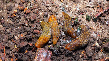 Limacus maculatus - slugs hiding under a rotten old tree stump in cold weather in a garden