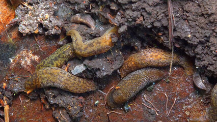 Limacus maculatus - slugs hiding under a rotten old tree stump in cold weather in a garden