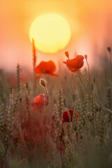 lever du solei camp de coquelicots