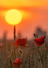 lever du soleil dans le champ de  coquelicots 