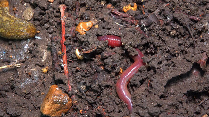 Red earthworm in a hole in the ground under the stump of an old tree