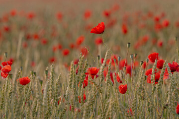 Champ des  coquelicots Fontainebleau
