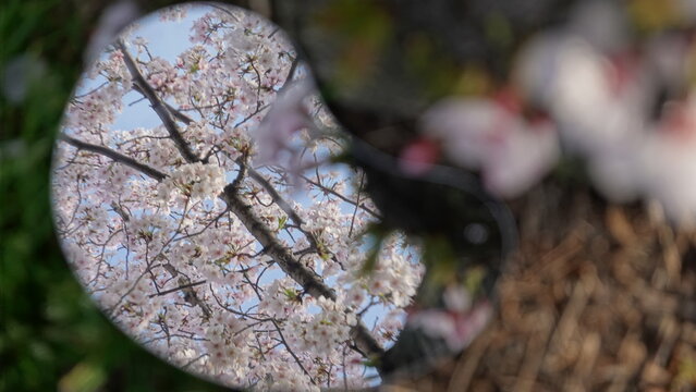 鏡に映る美しい桜の花