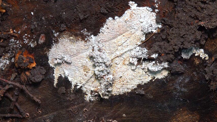 White fungal hyphae destroy rotten wood of old oak stump in garden