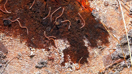 Blaniulus  guttulatus - Millipedes on an old oak tree stump in the garden