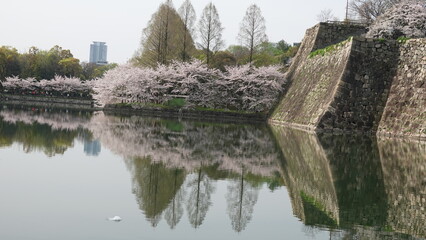 水面に映る美しい桜並木