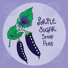 purple sugar snap peas seeds packaging illustration. purple snap peas hand drawn illustration for packaging of seeds, packaging cover, card, label template