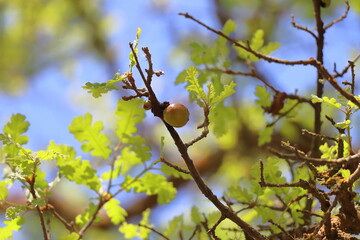 acorns on the branches of an oak tree in the spring forest.