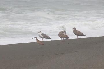 seagulls on the beach.acorns on the branches of an oak tree in the spring forest.