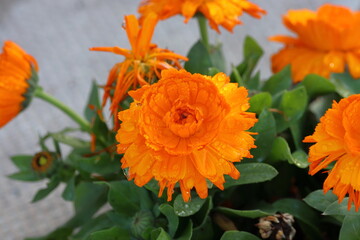 orange marigold flower in the garden.Calendula officinalisgold, Calendula officinalis.