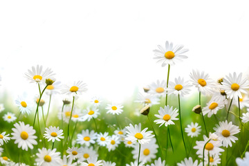 daisies on a meadow