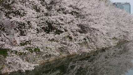 水面に映る美しい桜並木