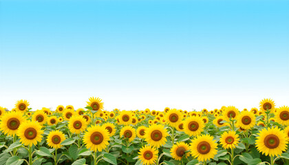 Fototapeta premium Field of sunflowers under blue sky with clear horizon 